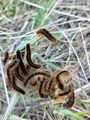 Malacosoma franconicum