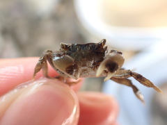 Hemigrapsus penicillatus
