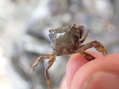 Hemigrapsus penicillatus