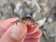 Hemigrapsus penicillatus