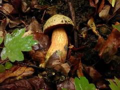 Boletus luridus image