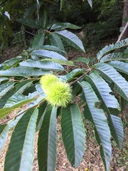 Castanea crenata