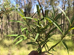 Notelaea linearis