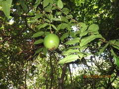 Strychnos panamensis