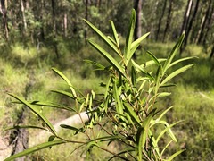 Notelaea linearis