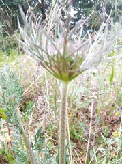 Daucus carota