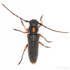 Phytoecia pustulata