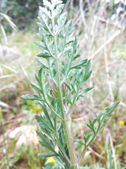 Daucus carota