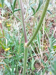 Daucus carota