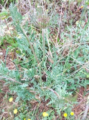 Daucus carota