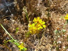 Deinandra fasciculata