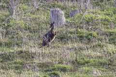 Osphranter robustus robustus