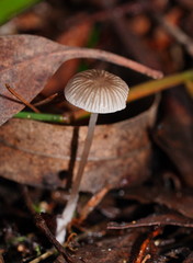 Mycena mijoi