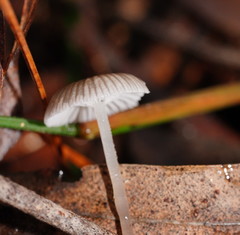 Mycena mijoi