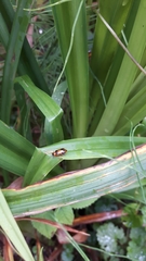 Phyllobrotica quadrimaculata
