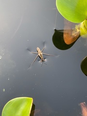 Gerris latiabdominis