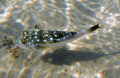 Amblyrhynchote honckenii