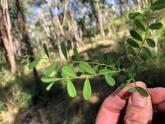 Phyllanthus similis