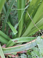 Phyllobrotica quadrimaculata
