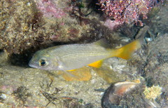 Sparodon durbanensis