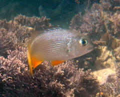 Sparodon durbanensis