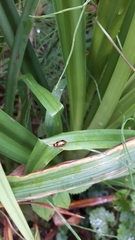 Phyllobrotica quadrimaculata