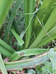Phyllobrotica quadrimaculata