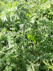 Daucus muricatus