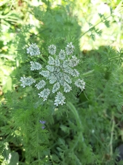 Daucus muricatus