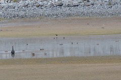 Himantopus novaezelandiae