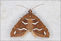 Chaetolopha niphosticha