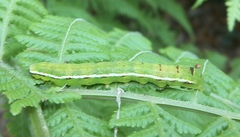 Callopistria floridensis