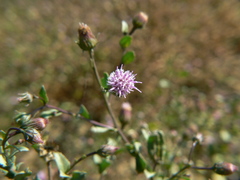 Blumea obliqua