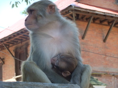 Macaca mulatta