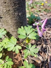 Corydalis solida