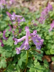 Corydalis solida