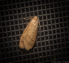 Lambula pleuroptycha