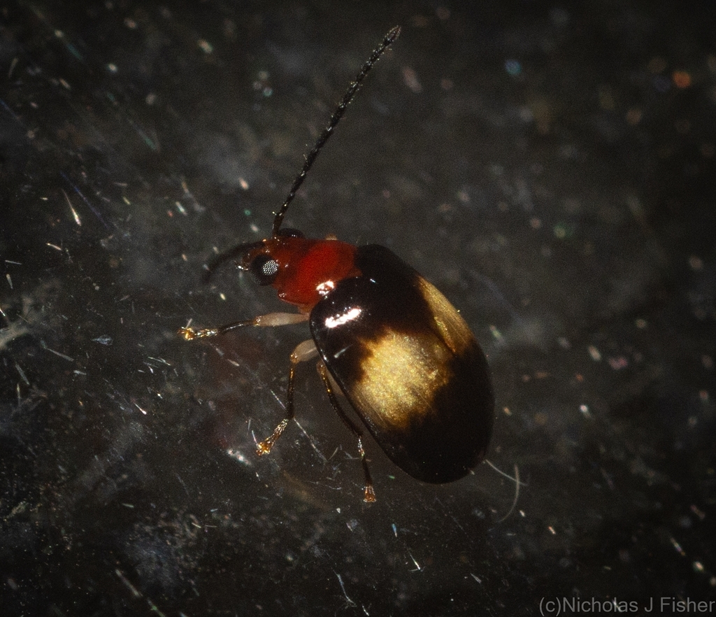 Candezea maculipennis