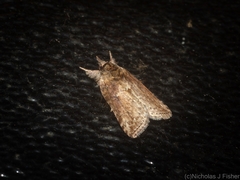 Nycteola indica