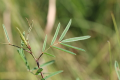 Indigofera tenuissima