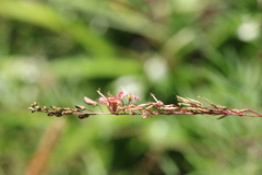 Indigofera tenuissima