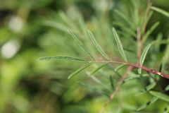 Indigofera tenuissima