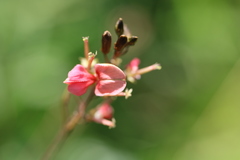 Indigofera tenuissima