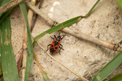 Pyrrhocoris apterus
