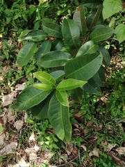 Syzygium samarangense