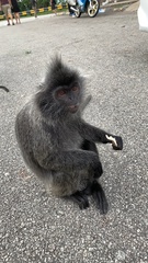 Trachypithecus selangorensis