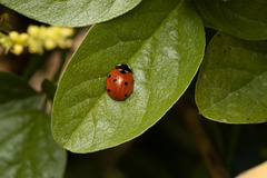 Coccinella septempunctata