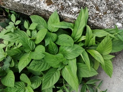 Asystasia gangetica