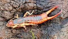 Labidura truncata