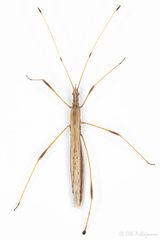 Neides tipularius